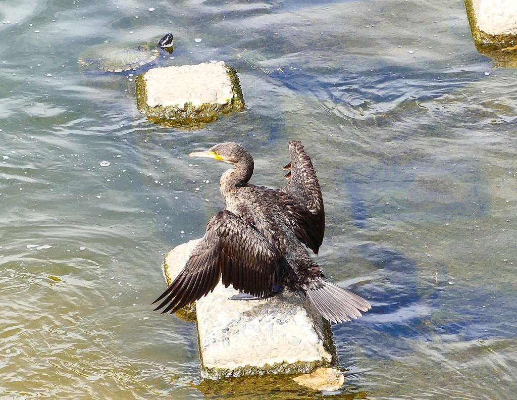P4310375：カワウとカメ_R