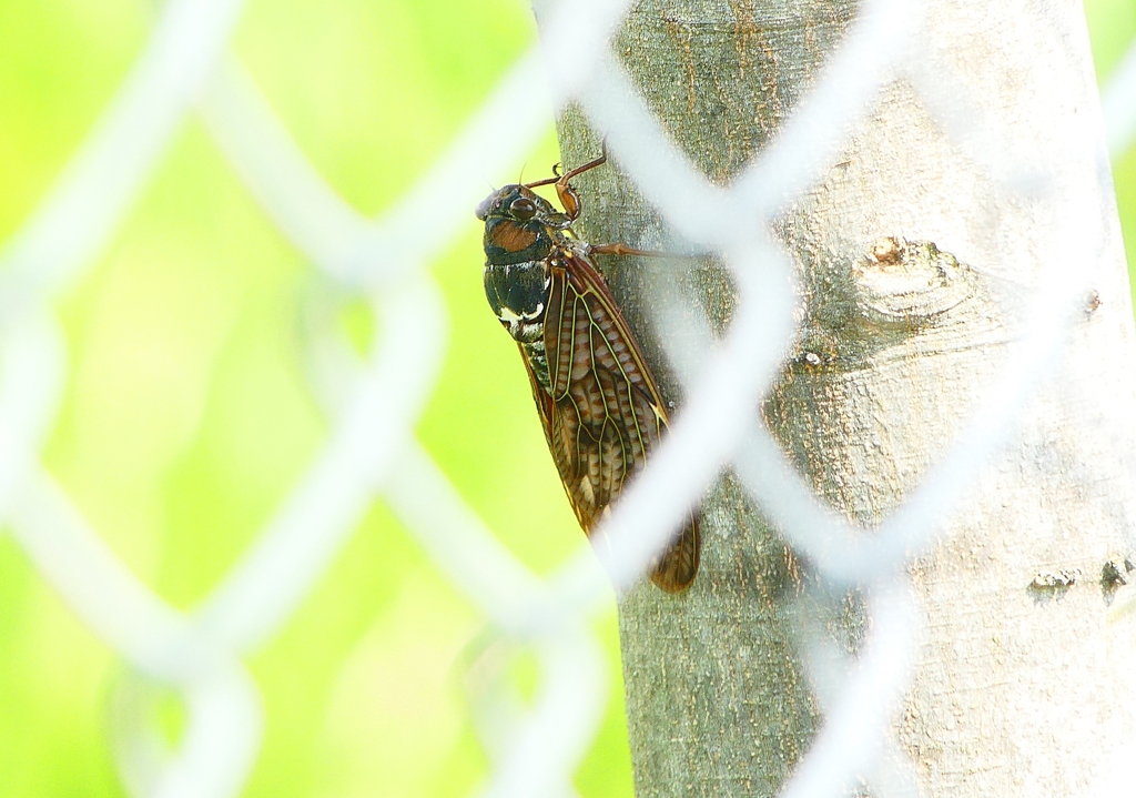 P4250193：アブラゼミ_R