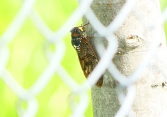 P4250193：アブラゼミ_R