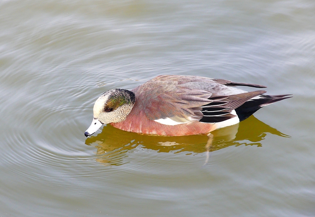 P4550017：アメリカヒドリ（オス）_R
