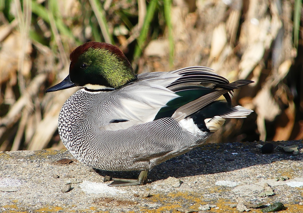 P1580693：ヨシガモ_R