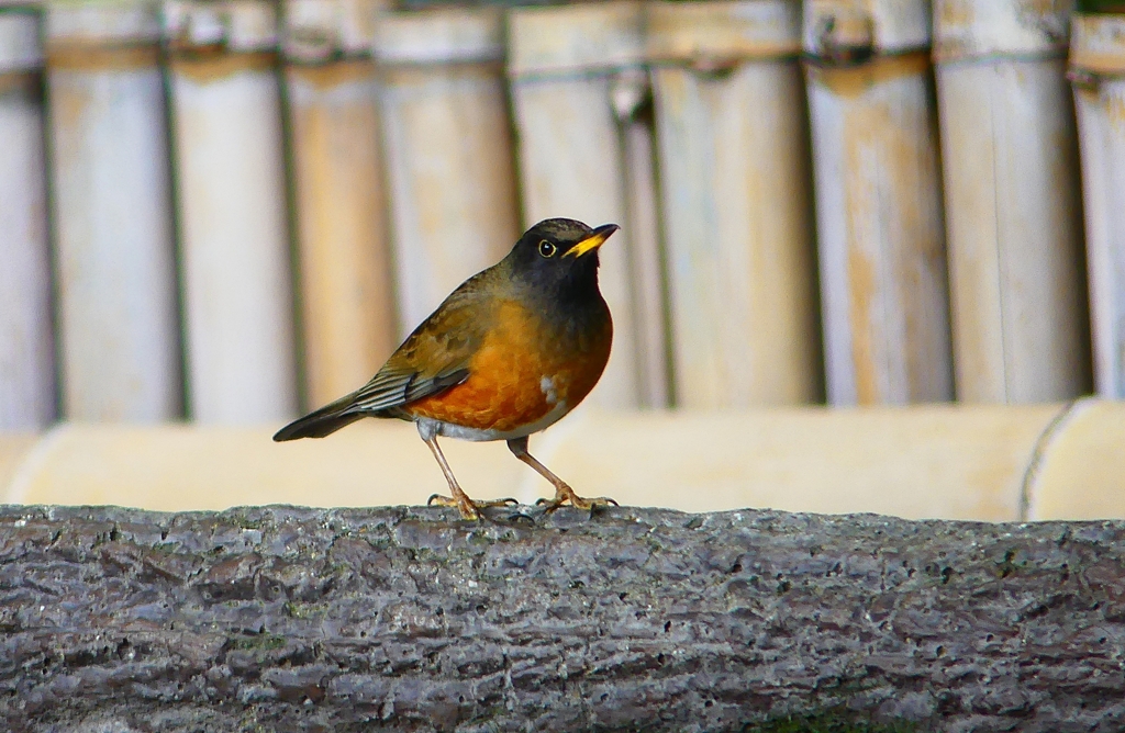 P4720002：オオアカハラ（オス）_R