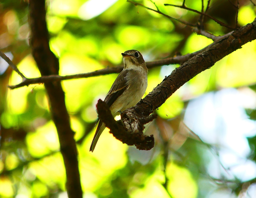 P4360853：コサメビタキ_R