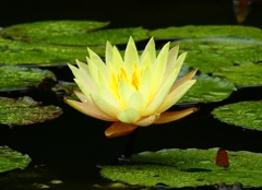 P4170751：睡蓮_R
