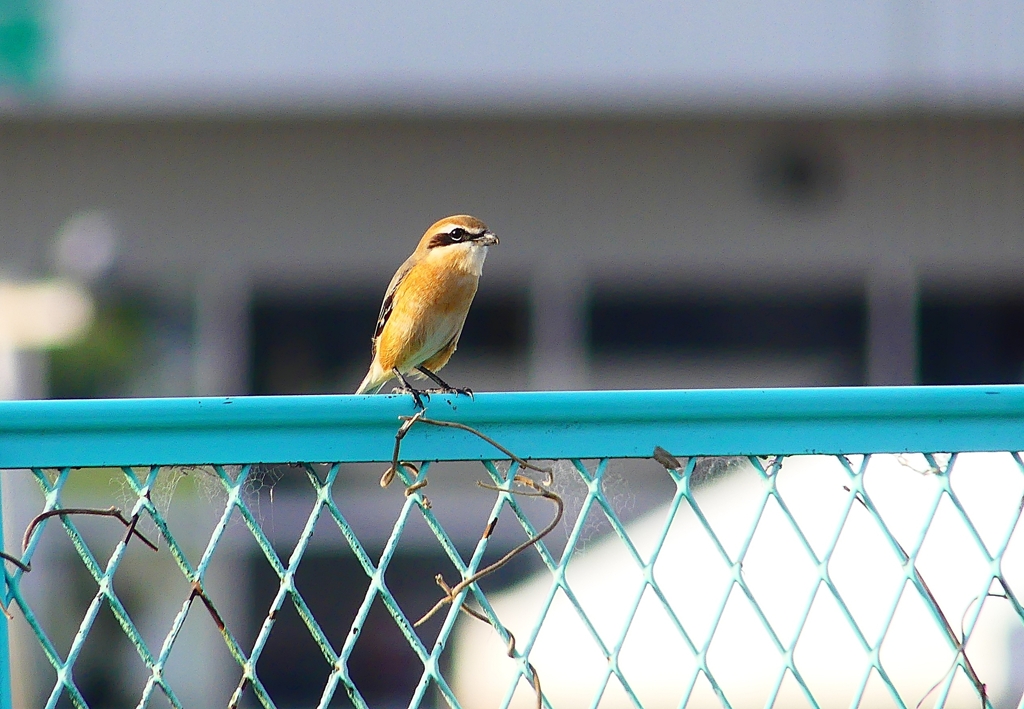 P4470809：モズ（オス）_R