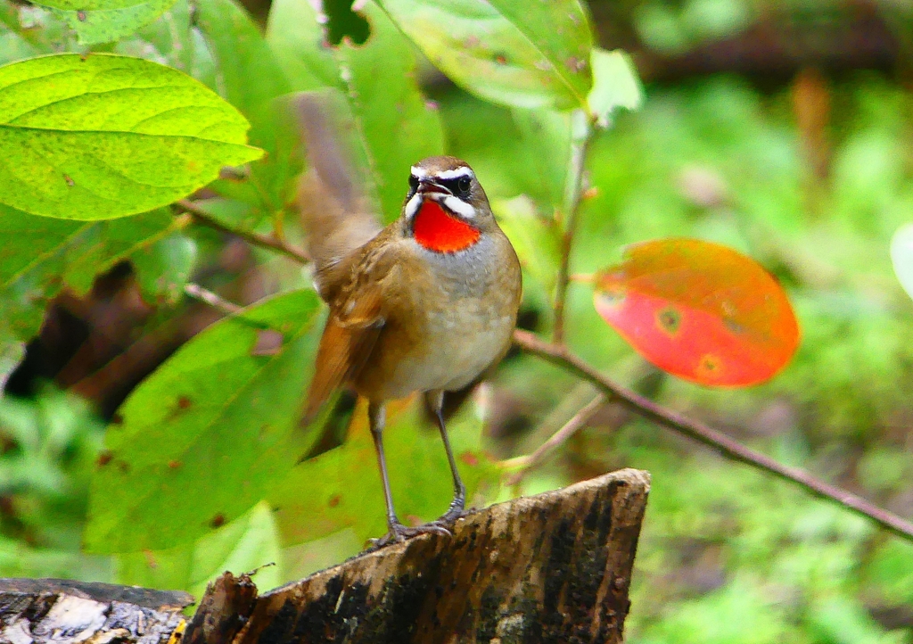 P1340213：ノゴマ（オス）_R