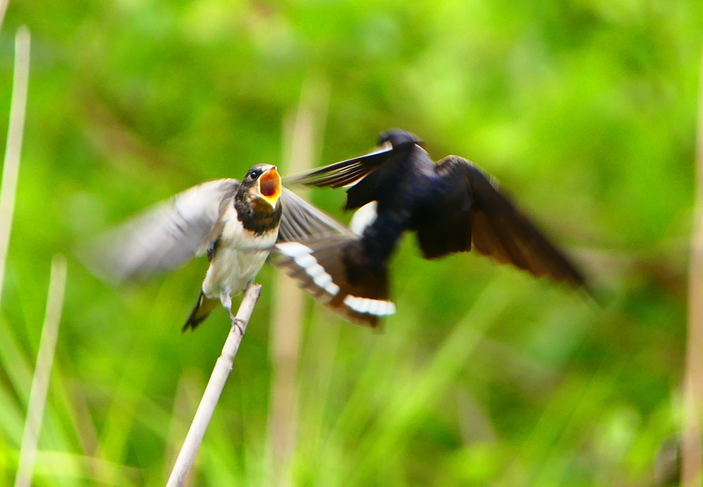 P1010332：ツバメ（幼鳥）_R