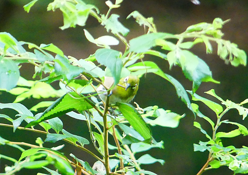 P1200591：メジロ_R