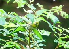 P1200591：メジロ_R