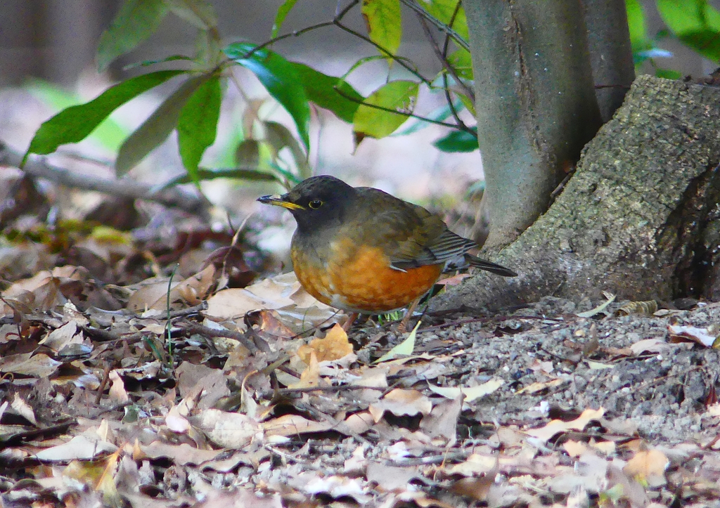 P1770786：オオアカハラ_R