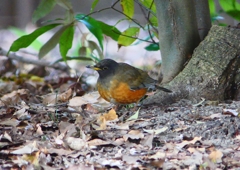 P1770786：オオアカハラ_R