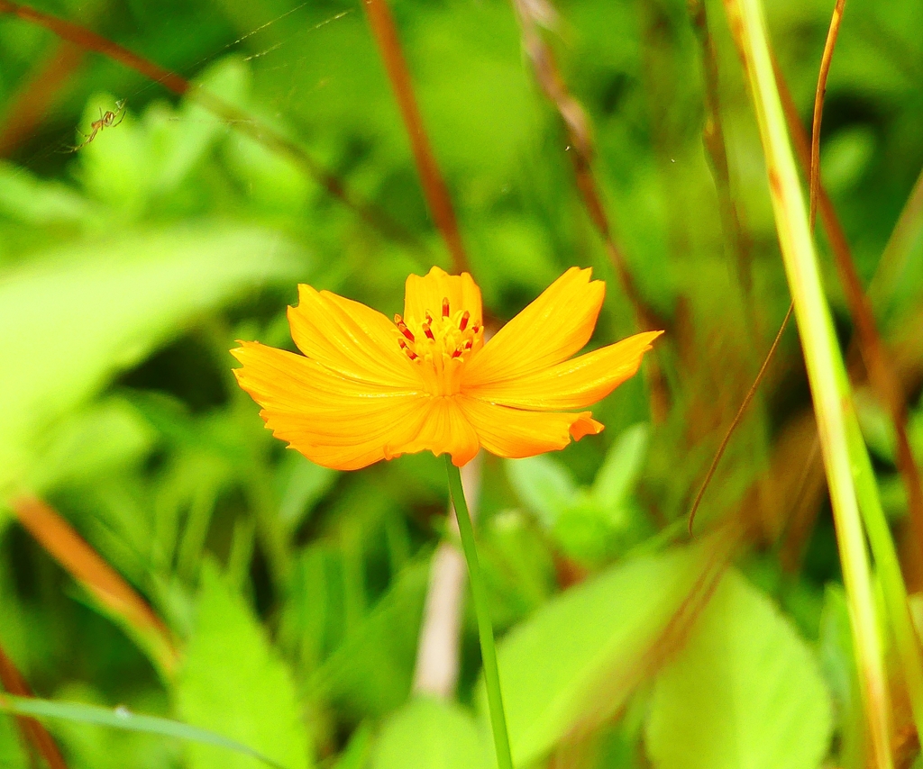 P1030196：キバナコスモス_R