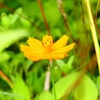 P1030196：キバナコスモス_R