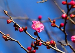 P4630305：紅梅_R