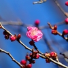 P4630305：紅梅_R