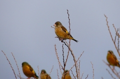 P4600150：カワラヒワ_R