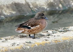 P1820663：ヨシガモ_R
