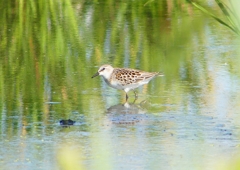 P1250963：トウネン_R
