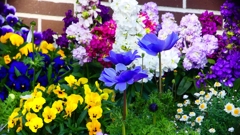 P1900334：花々_R