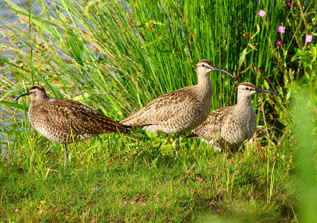 P4980214：チュウシャクシギ_R