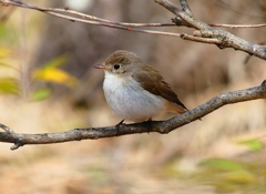 P4820711：ニシオジロビタキ_R