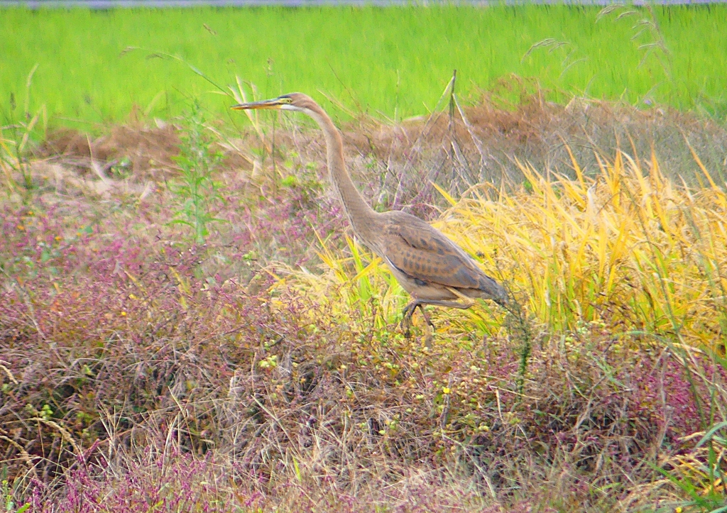 P1400508：ムラサキサギ_R