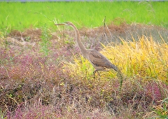 P1400508：ムラサキサギ_R
