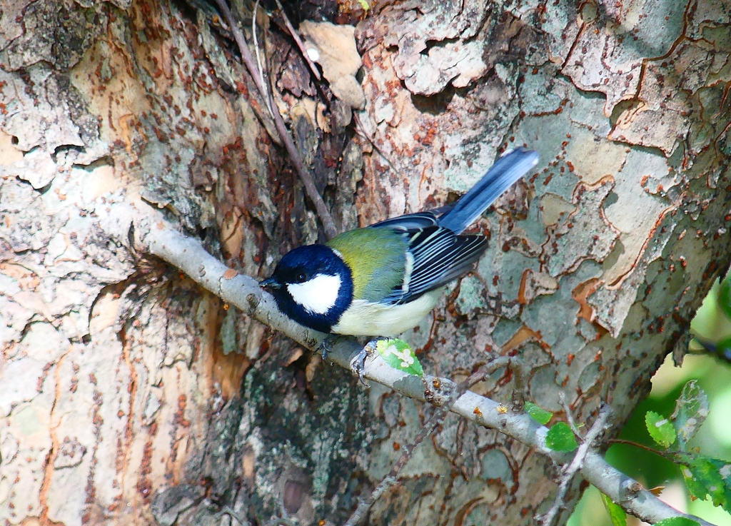 P4400023：シジュウカラ_R
