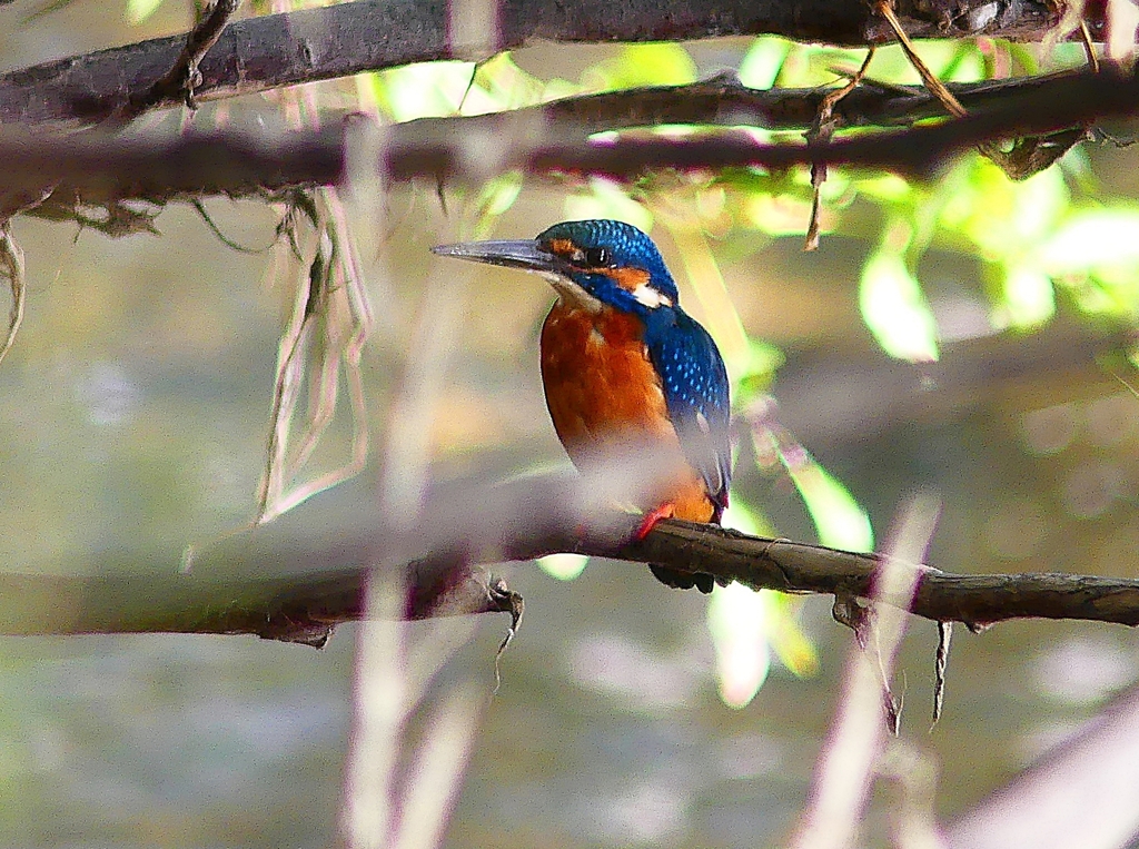 P4380401：カワセミ（オス）_R