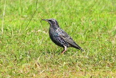 P4490781：ホシムクドリ_R