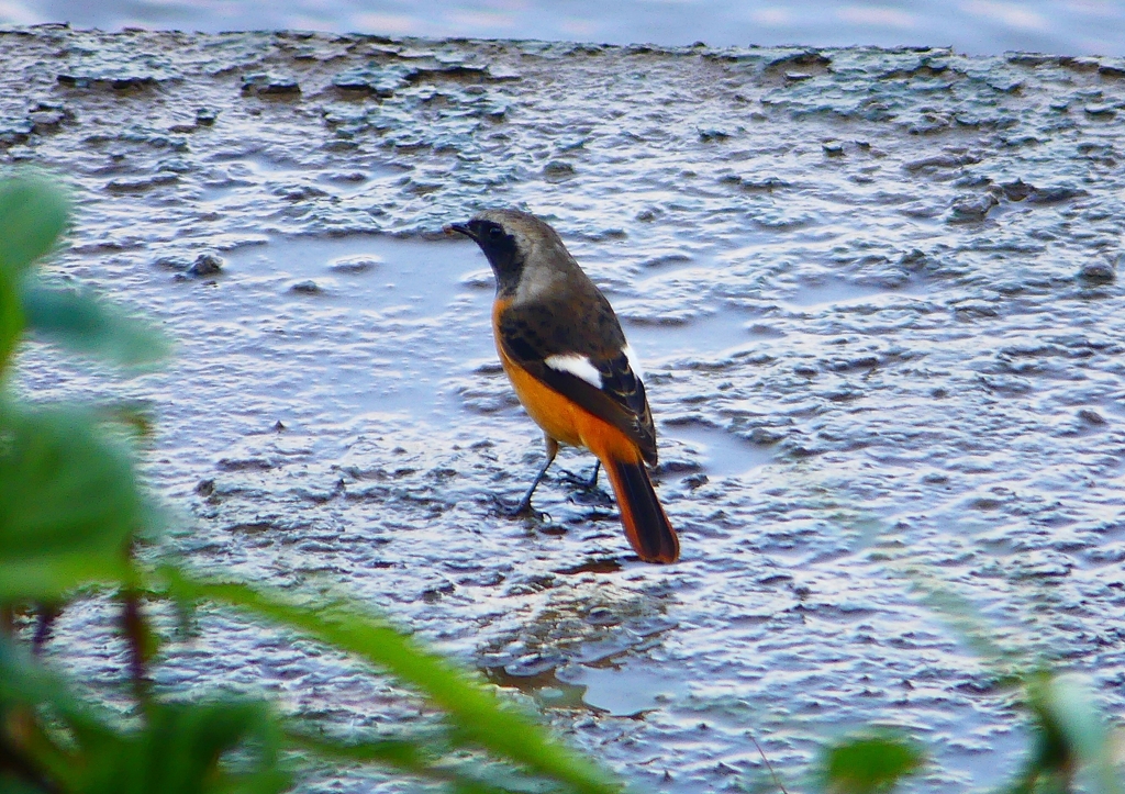 P1350073：ジョウビタキ（オス）_R