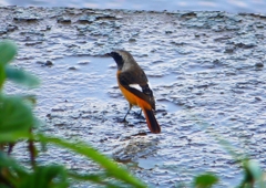 P1350073：ジョウビタキ（オス）_R