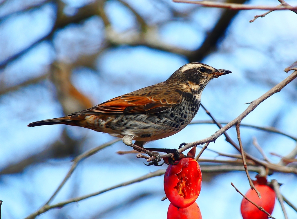 P4630172：ツグミ_R