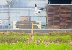 P1400470：ムラサキサギ、ケリ_R