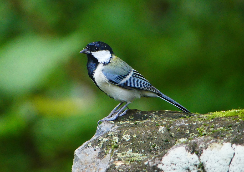 P1200578：シジュウカラ_R