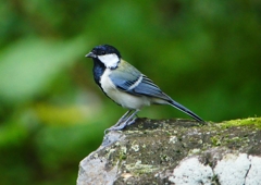 P1200578：シジュウカラ_R