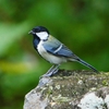 P1200578：シジュウカラ_R