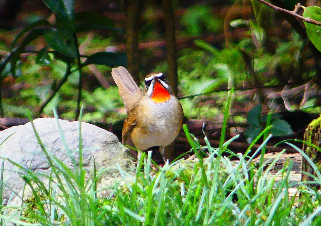 P1340517：ノゴマ（オス）_R