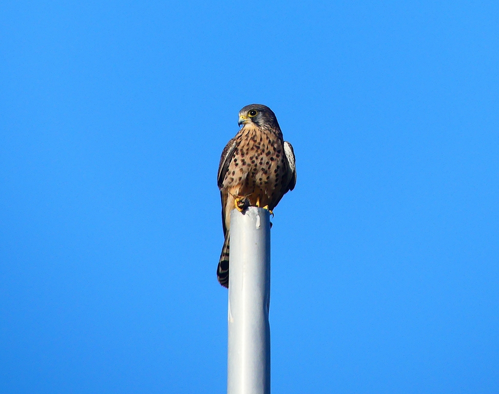 P4410687：チョウゲンボウ_R