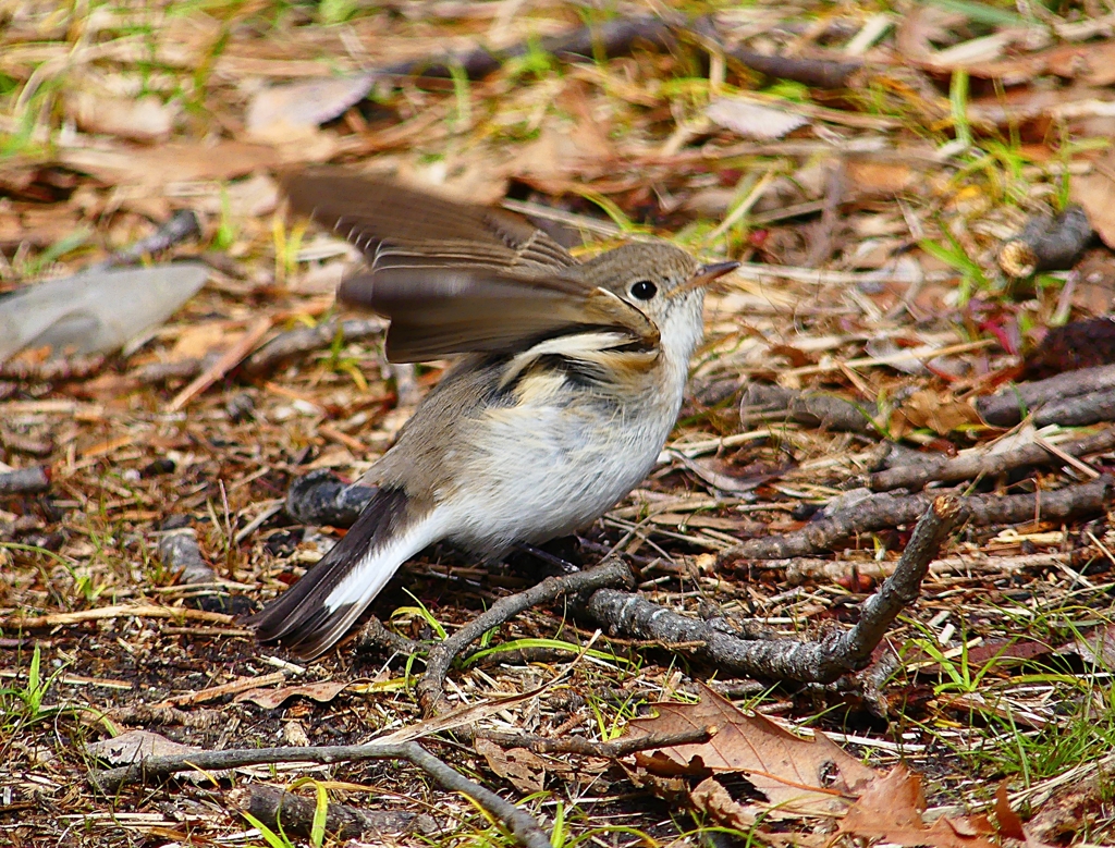 P4820831：ニシオジロビタキ_R