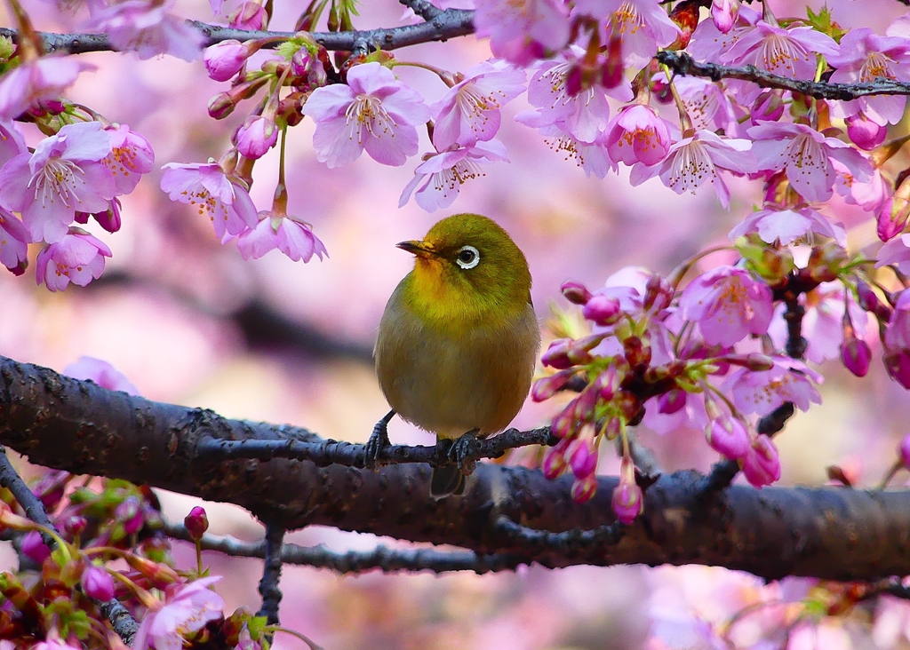 P4780063：メジロ＜河津桜＞_R