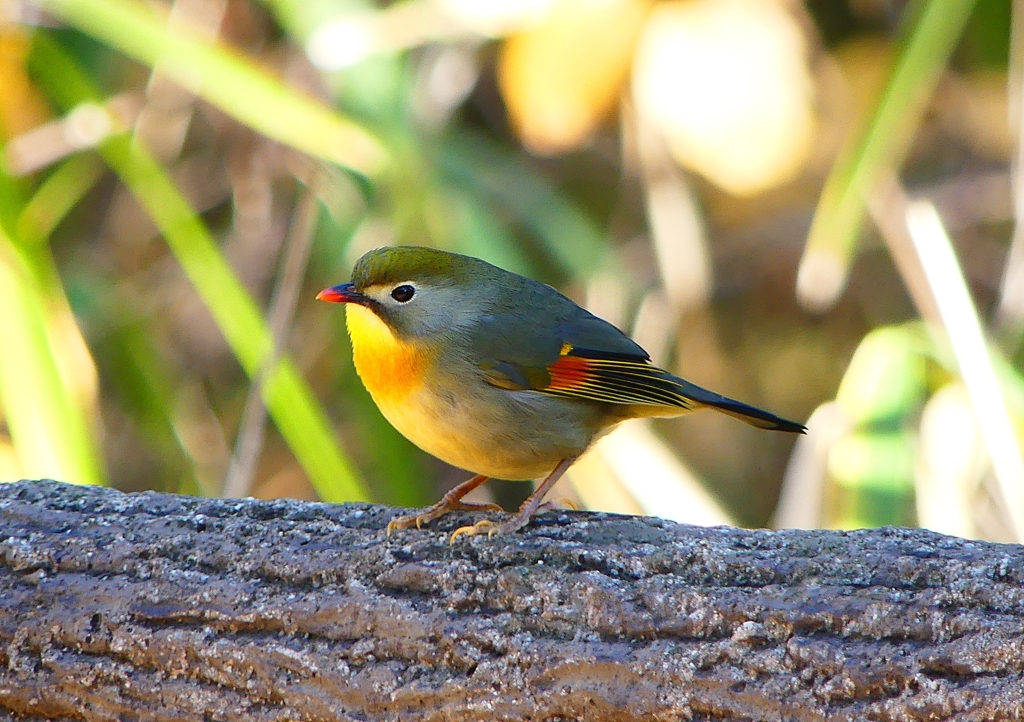 P1620513：ソウシチョウ_R