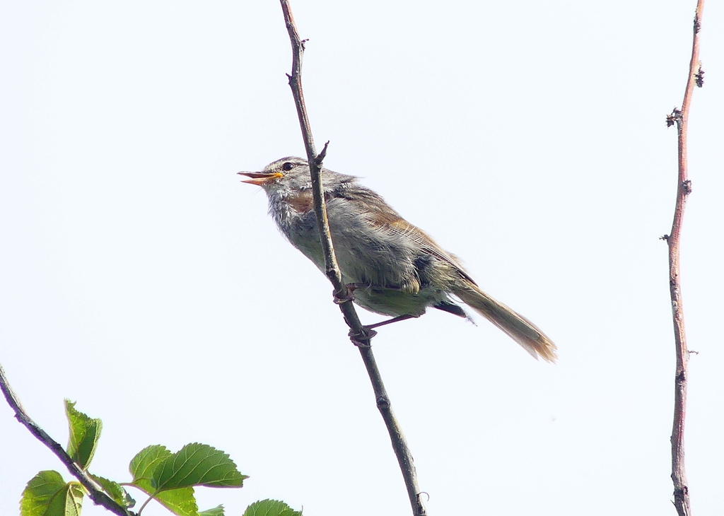 P4160532：ウグイス_R