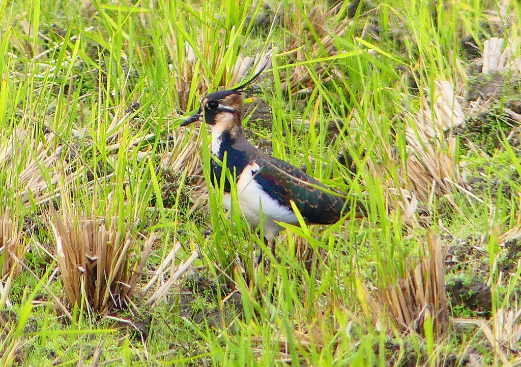P1380506：タゲリ_R