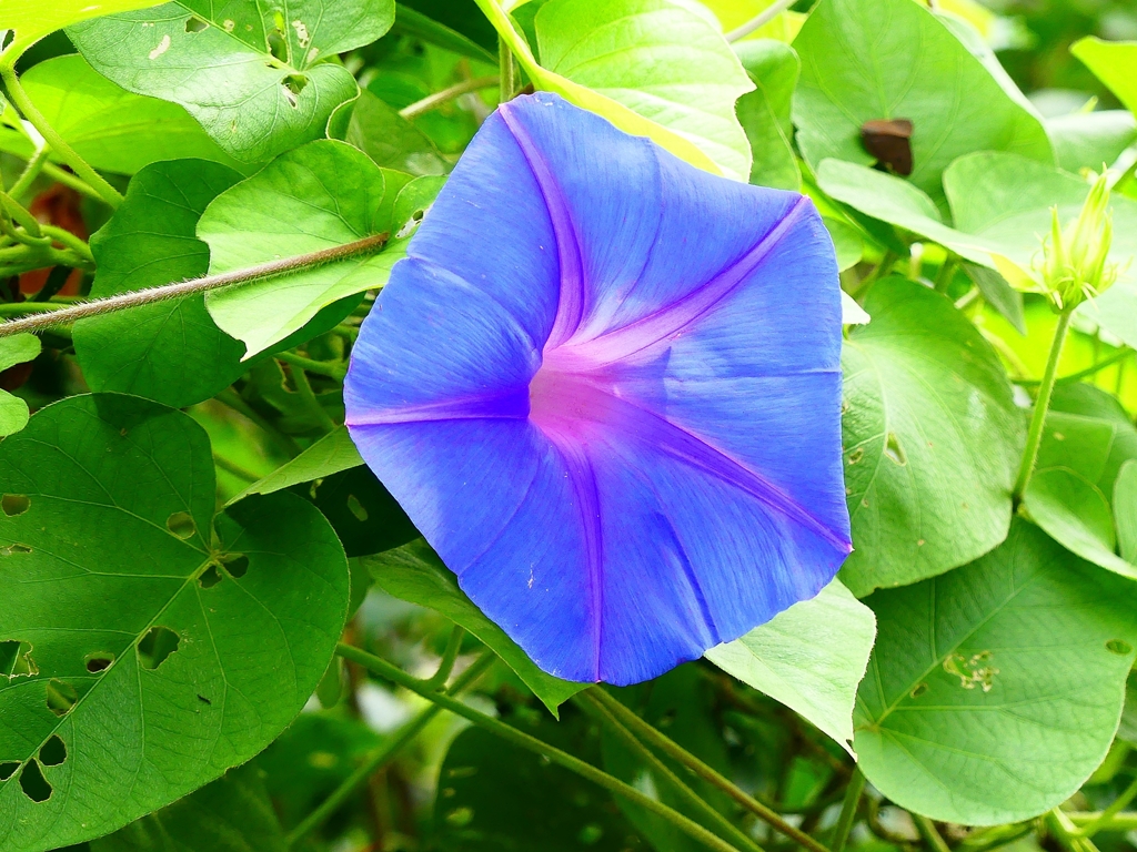 P4340499：アサガオ_R