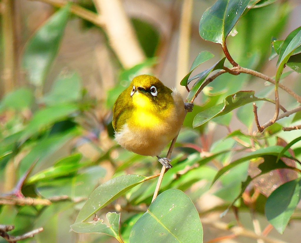 P4660967：メジロ_R