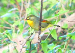 P1370190：ソウシチョウ_R