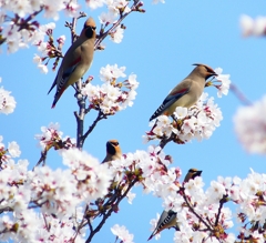 P3990277：桜にヒレンジャク_R