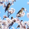P3990277：桜にヒレンジャク_R