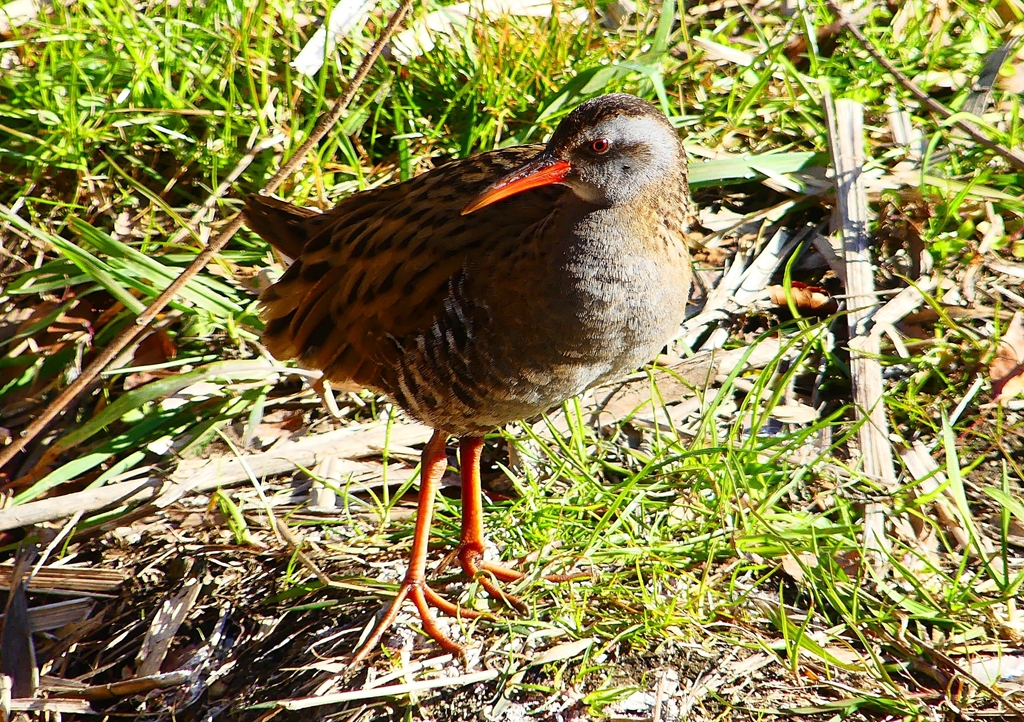 P1730033：クイナ_R
